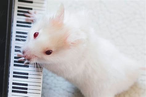 Do Hamsters Like Music? A Close Examination of the Enigmatic Mammal’s Perceptions